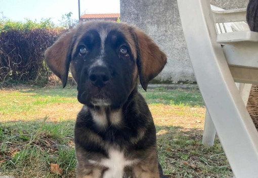 Ginger cerca casa: è l'ultima cucciola rimasta senza adozione