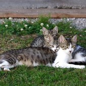 Colonie feline, accordo tra Lessona e l’associazione A.S.P.A. Animali Solo Per Amore ODV