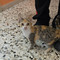 Trovata una gattina tra Valdengo e Ronco Biellese, a chi appartiene? Trovata una gattina tra Valdengo e Ronco Biellese, a chi appartiene?