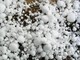 Allerta gialla per temporali, rischio grandine anche a Biella (foto di repertorio) Allerta gialla per temporali, rischio grandine anche a Biella (foto di repertorio)