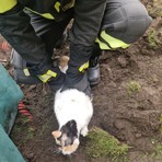 Dal Nord Ovest - Gatto intrappolato in un tubo, salvato dai Vigili del Fuoco