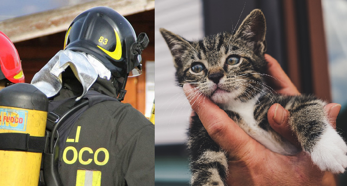 Bloccato da 2 giorni su una pensilina, gattino salvato a Biella (foto di repertorio) Bloccato da 2 giorni su una pensilina, gattino salvato a Biella (foto di repertorio)
