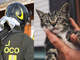 Bloccato da 2 giorni su una pensilina, gattino salvato a Biella (foto di repertorio) Bloccato da 2 giorni su una pensilina, gattino salvato a Biella (foto di repertorio)