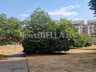 Biella, Giardini Vittorio Emanuele II poco sicuri per caduta rami, scatta la chiusura Biella, Giardini Vittorio Emanuele II poco sicuri per caduta rami, scatta la chiusura