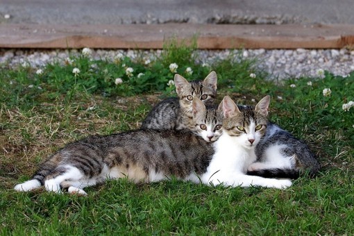 Colonie feline, accordo tra Lessona e l’associazione A.S.P.A. Animali Solo Per Amore ODV