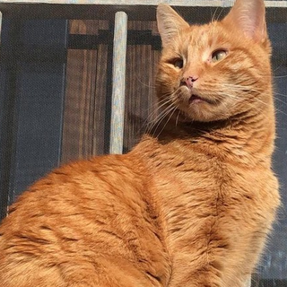 gatto rosso gatto rosso