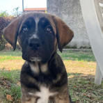 Ginger cerca casa: è l'ultima cucciola rimasta senza adozione