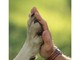 Biella: Aspa organizza serata per gli amici animali Biella: Aspa organizza serata per gli amici animali
