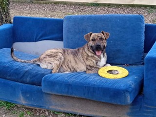 Indios ha bisogno di tutti noi! si cerca adozione o uno stallo urgentemente  FOTO