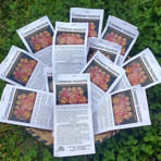 Nell’immagine, sacchetti di grano per fare “sos nenneres”