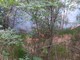 Spento in serata l’incendio boschivo tra i comuni di Curino e Sostegno Spento in serata l’incendio boschivo tra i comuni di Curino e Sostegno