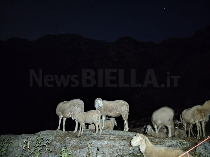 Valle Oropa, una passeggiata notturna tra fauna selvatica e animali d’alpeggio FOTO Valle Oropa, una passeggiata notturna tra fauna selvatica e animali d’alpeggio FOTO