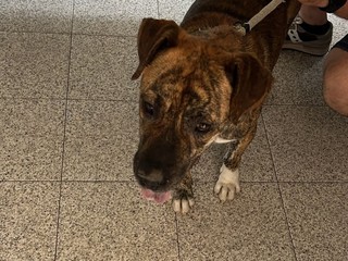 Indios ha bisogno di tutti noi! si cerca adozione o uno stallo urgentemente  FOTO