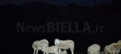 Valle Oropa, una passeggiata notturna tra fauna selvatica e animali d’alpeggio FOTO