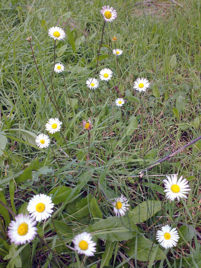 Bellis sylvestris. Nome italiano: Pratolina autunnale. Nome sardo: Magaridda, magaritedda. Español: Bellorita. Consolida minore, margherita. Fiore fotografato in autunno in località "Mudeju", comune di Romana. Bellis sylvestris. Nome italiano: Pratolina autunnale. Nome sardo: Magaridda, magaritedda. Español: Bellorita. Consolida minore, margherita. Fiore fotografato in autunno in località "Mudeju", comune di Romana.