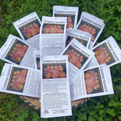 Nell’immagine, sacchetti di grano per fare “sos nenneres”