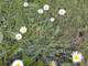 Bellis sylvestris. Nome italiano: Pratolina autunnale. Nome sardo: Magaridda, magaritedda. Español: Bellorita. Consolida minore, margherita. Fiore fotografato in autunno in località "Mudeju", comune di Romana. Bellis sylvestris. Nome italiano: Pratolina autunnale. Nome sardo: Magaridda, magaritedda. Español: Bellorita. Consolida minore, margherita. Fiore fotografato in autunno in località "Mudeju", comune di Romana.