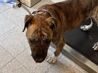 Indios ha bisogno di tutti noi! si cerca adozione o uno stallo urgentemente  FOTO