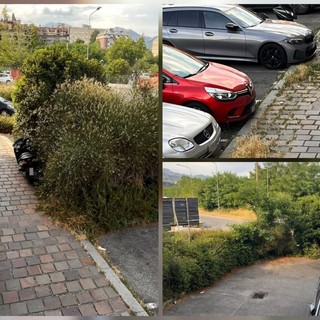 Biella, il verde invade gli spazi pubblici: “Uno dei tanti casi in città” Biella, il verde invade gli spazi pubblici: “Uno dei tanti casi in città”