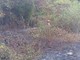 A fuoco un bosco, scatta l’allarme a Veglio FOTO