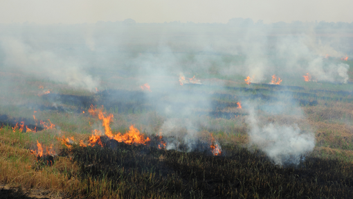 Risaie più sicure: nuovi dati scientifici per prevenire gli incendi nelle aziende agricole Risaie più sicure: nuovi dati scientifici per prevenire gli incendi nelle aziende agricole