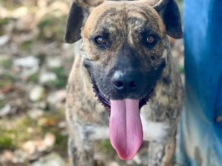 Indios ha bisogno di tutti noi! si cerca adozione o uno stallo urgentemente  FOTO