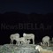 Valle Oropa, una passeggiata notturna tra fauna selvatica e animali d’alpeggio FOTO