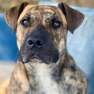 Indios ha bisogno di tutti noi! si cerca adozione o uno stallo urgentemente  FOTO