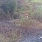 A fuoco un bosco, scatta l’allarme a Veglio FOTO A fuoco un bosco, scatta l’allarme a Veglio FOTO