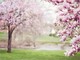Fiori e piante, la natura riscoperta dai giovani di Cavaglià (foto di repertorio)