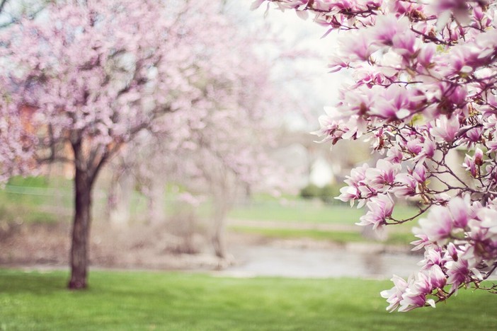Fiori e piante, la natura riscoperta dai giovani di Cavaglià (foto di repertorio)