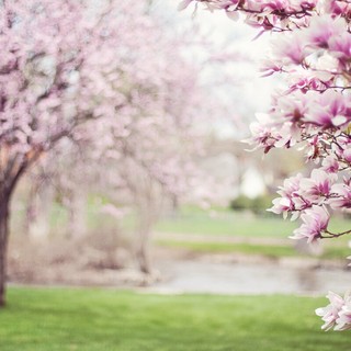 Fiori e piante, la natura riscoperta dai giovani di Cavaglià (foto di repertorio)