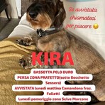 Appello urgente: chi ha visto Kira? Appello urgente: chi ha visto Kira?