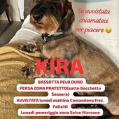 Appello urgente: chi ha visto Kira? Appello urgente: chi ha visto Kira?