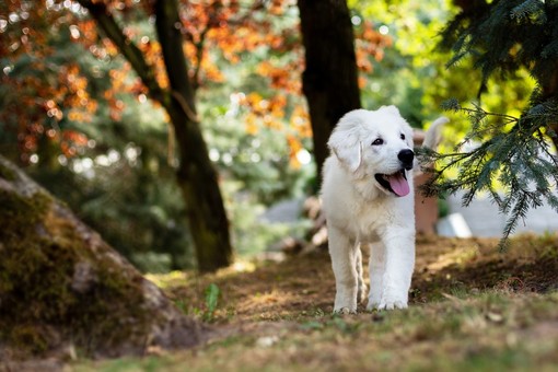 Passeggiata a 6 zampe all'Oasi Zegna Passeggiata a 6 zampe all'Oasi Zegna