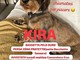 Appello urgente: chi ha visto Kira? Appello urgente: chi ha visto Kira?