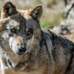 Il declassamento dello stato del lupo non autorizza abbattimenti indiscriminati