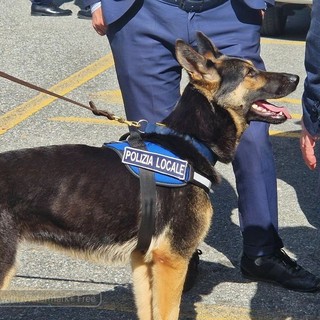 Polizia Locale, nasce il primo gruppo cinofilo regionale del Piemonte (foto di repertorio)