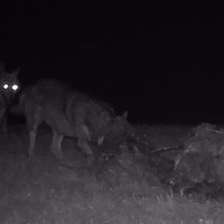 Paura a Valdilana, il racconto: “Un lupo sulla strada, eravamo a passeggio con il cane”(foto di repertorio)