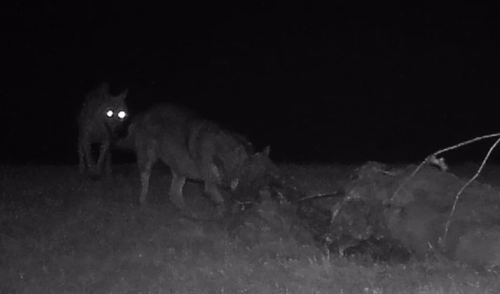 Paura a Valdilana, il racconto: “Un lupo sulla strada, eravamo a passeggio con il cane”(foto di repertorio)