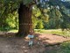 Passeggiate di Primavera, ultimo appuntamento a Vigliano: tappa anche alla sequoia monumentale di Chiavazza (foto di repertorio)