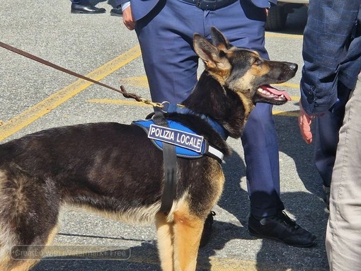 Polizia Locale, nasce il primo gruppo cinofilo regionale del Piemonte (foto di repertorio)