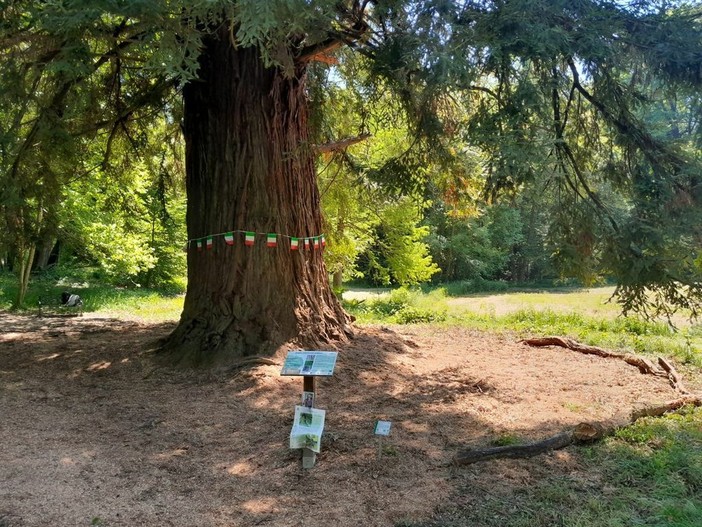 Passeggiate di Primavera, ultimo appuntamento a Vigliano: tappa anche alla sequoia monumentale di Chiavazza (foto di repertorio)