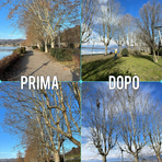 Viverone, al via la potatura dei platani: il legno diventa rifugio per i pesci del lago (foto dalla pagina Facebook di Viverone Insieme) Viverone, al via la potatura dei platani: il legno diventa rifugio per i pesci del lago (foto dalla pagina Facebook di Viverone Insieme)