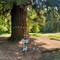 Passeggiate di Primavera, ultimo appuntamento a Vigliano: tappa anche alla sequoia monumentale di Chiavazza (foto di repertorio)