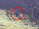 Pecora sbranata a Camburzano, avvistato un presunto esemplare di lupo FOTO