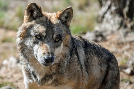 Il Piemonte la Regione con più avvistamenti di lupo, Palazzo Lascaris chiede al Governo di intervenire