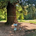Passeggiate di Primavera, ultimo appuntamento a Vigliano: tappa anche alla sequoia monumentale di Chiavazza (foto di repertorio)