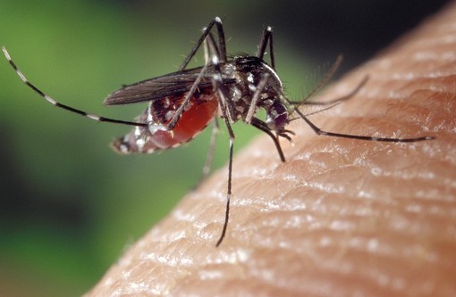 Caso di West Nile a Biella, disinfestazione a Pavignano Caso di West Nile a Biella, disinfestazione a Pavignano