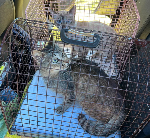 Gatti lasciati soli in una casa disabitata salvati dalla Polizia Locale di Salussola